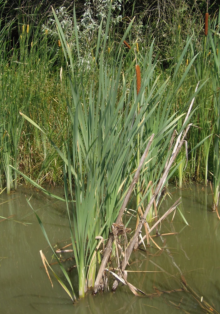 Image of Typha latifolia specimen.