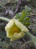 Citrullus lanatus ssp. vulgaris