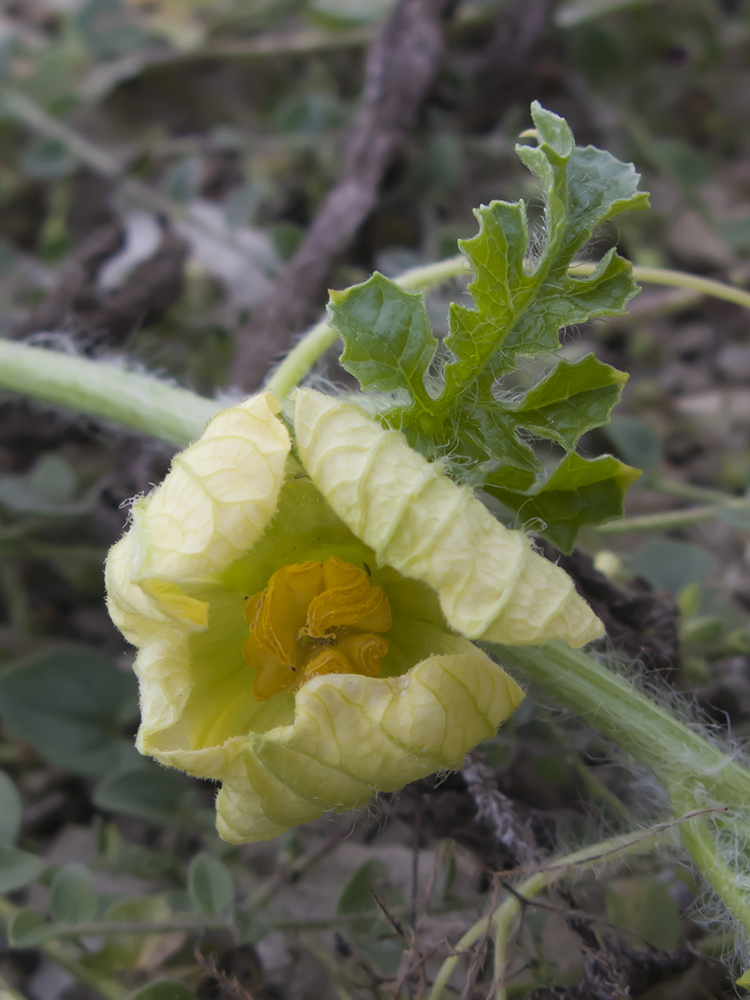 Изображение особи Citrullus lanatus ssp. vulgaris.