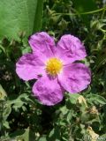 Cistus tauricus