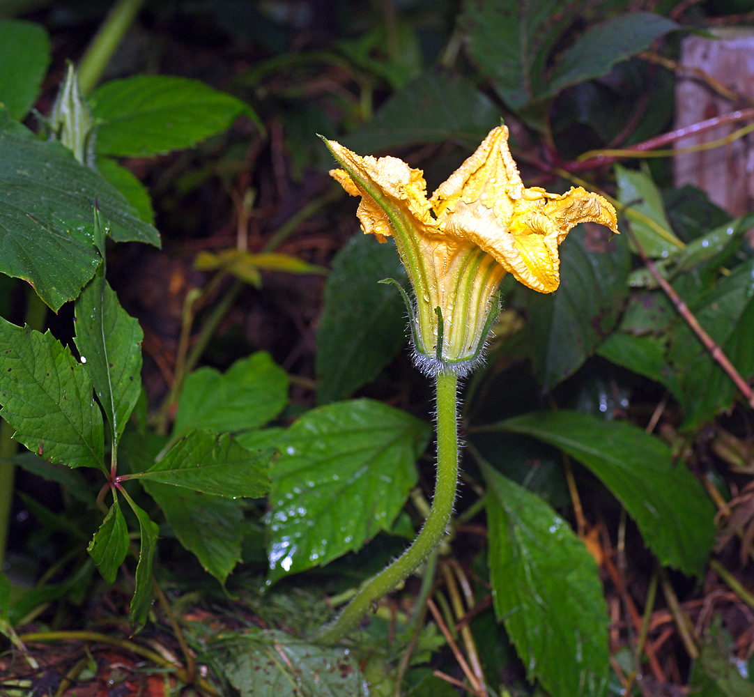 Image of Cucurbita pepo specimen.