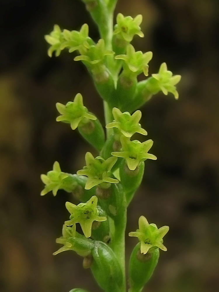 Image of Gennaria diphylla specimen.