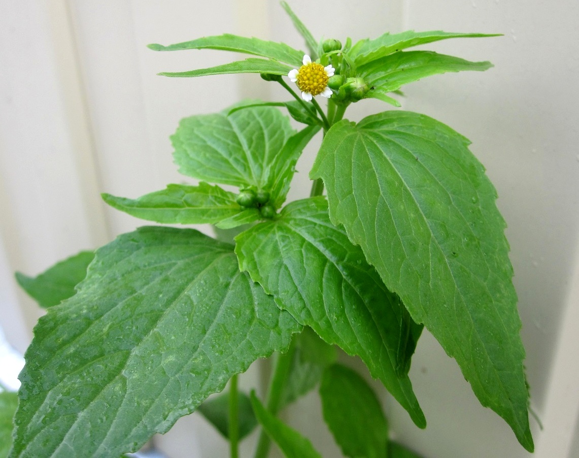 Image of Galinsoga parviflora specimen.