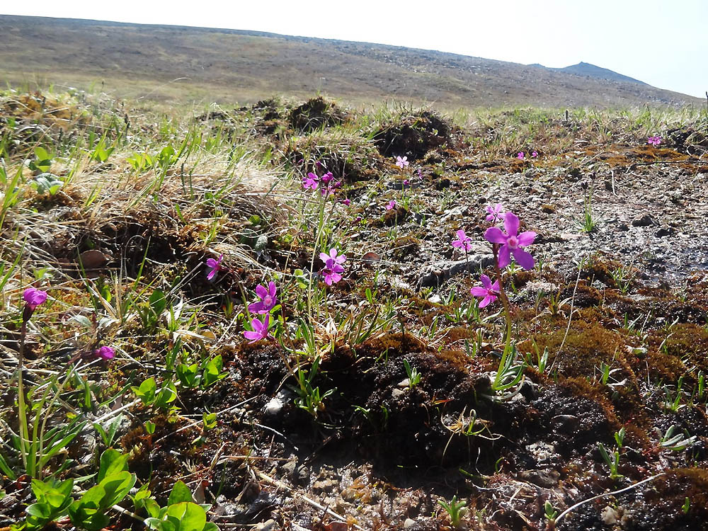 Изображение особи Primula beringensis.