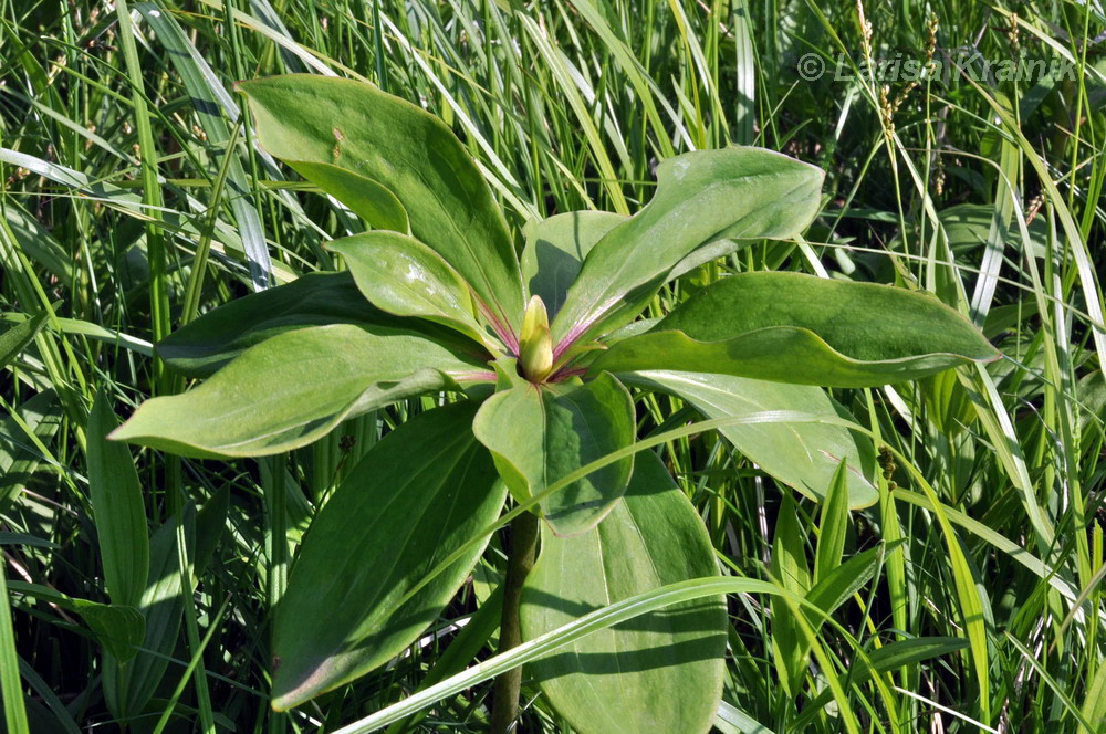 Изображение особи Lilium distichum.