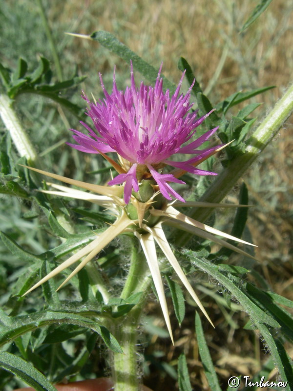 Image of Centaurea calcitrapa specimen.
