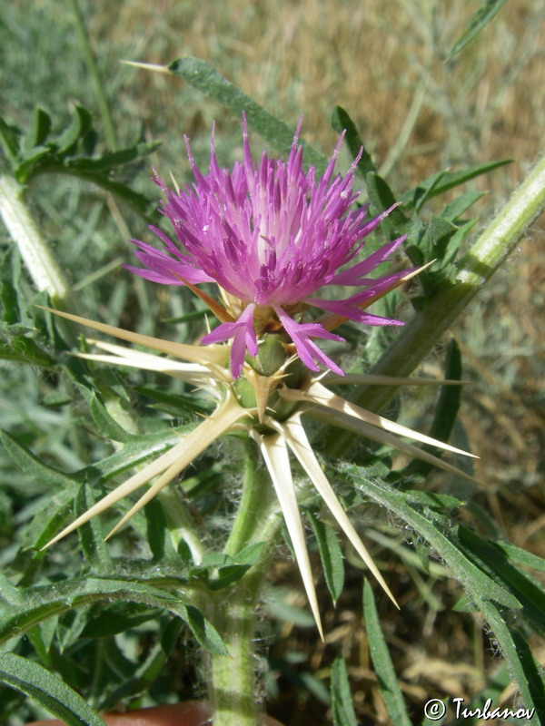 Изображение особи Centaurea calcitrapa.