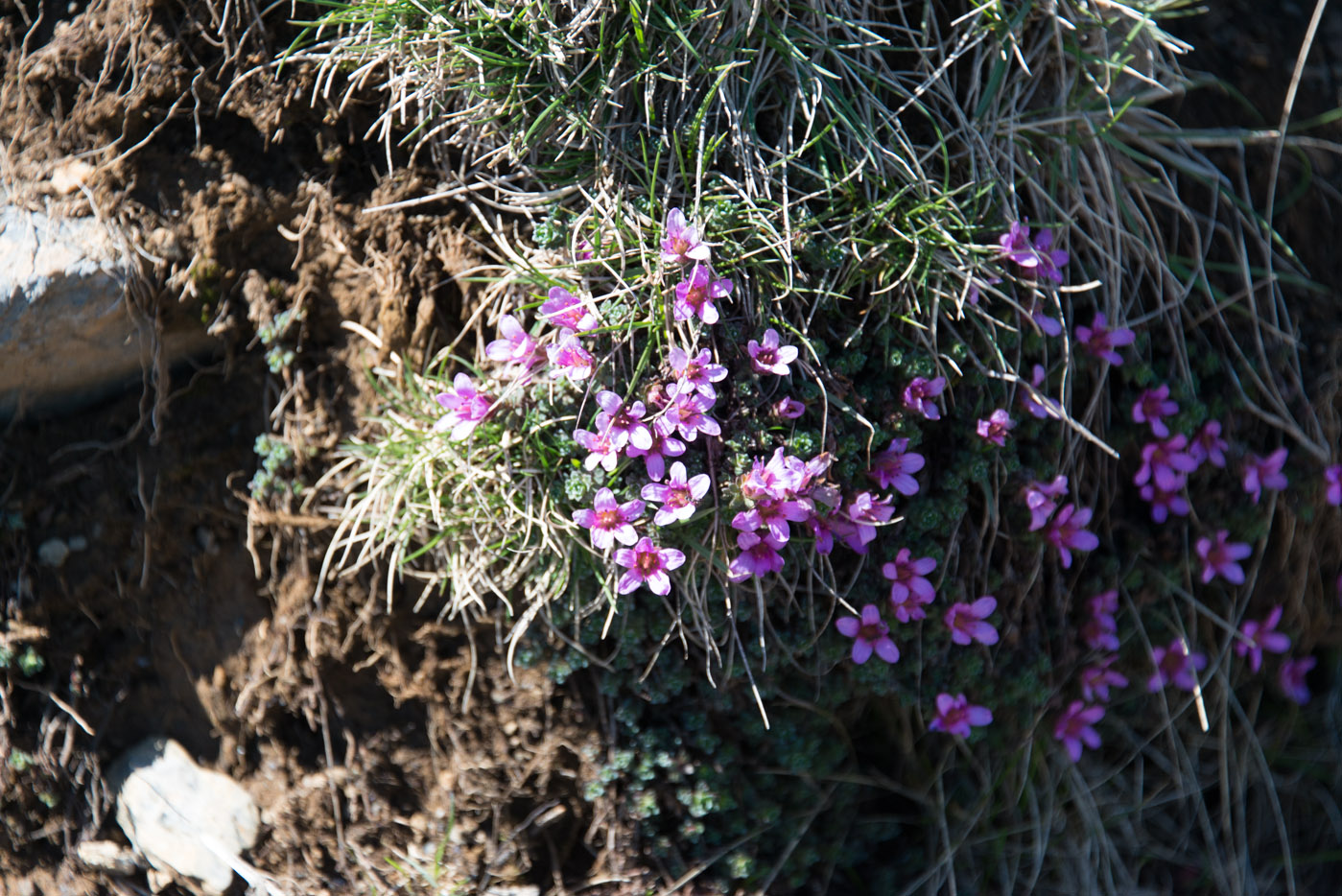 Изображение особи Saxifraga oppositifolia ssp. paradoxa.