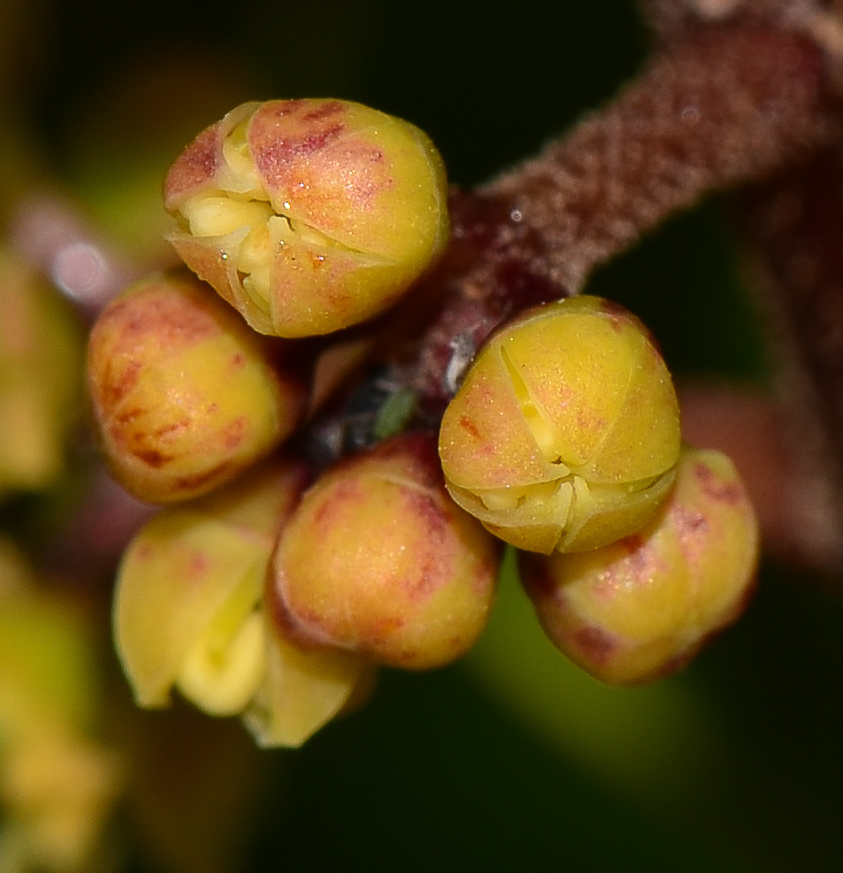 Изображение особи Heptapleurum arboricola.