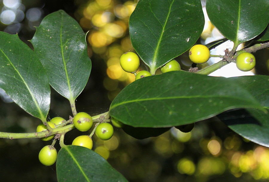 Image of Ilex aquifolium specimen.