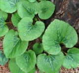 Cyclamen persicum. Листья. Израиль, Шфела, лес Бен Шемен. 13.01.2014.