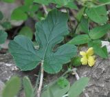 Cucumis prophetarum. Лист и цветок. Сокотра, плато Хомхи. 29.12.2013.