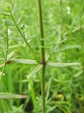 Galium boreale