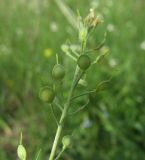 Alyssum gmelinii