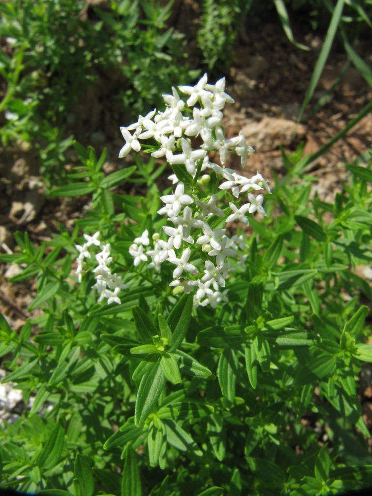 Изображение особи Galium boreale.