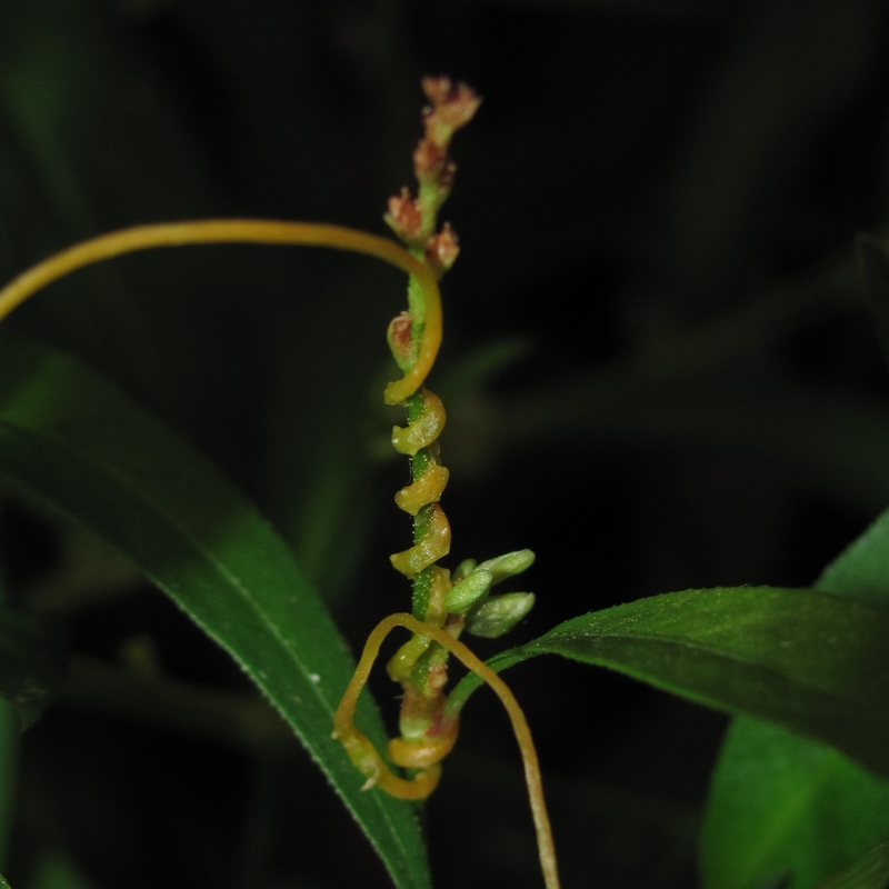 Изображение особи Cuscuta campestris.