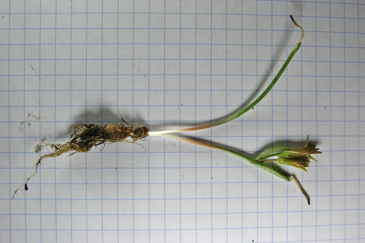 Image of genus Gagea specimen.