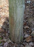 Acer rubrum