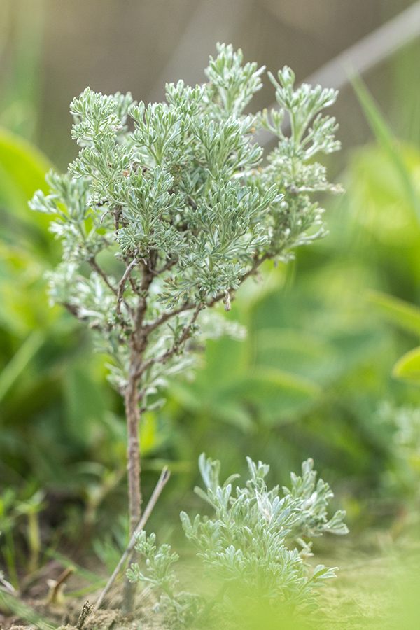 Image of Artemisia austriaca specimen.