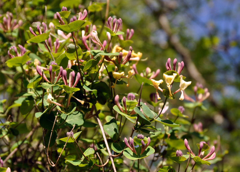 Image of Lonicera caprifolium specimen.
