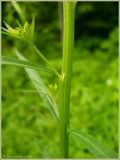 Image of taxon representative. Author is Сергей Апполонов
