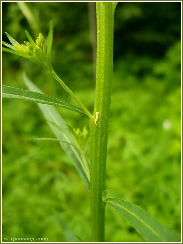 Image of Erysimum cheiranthoides specimen.