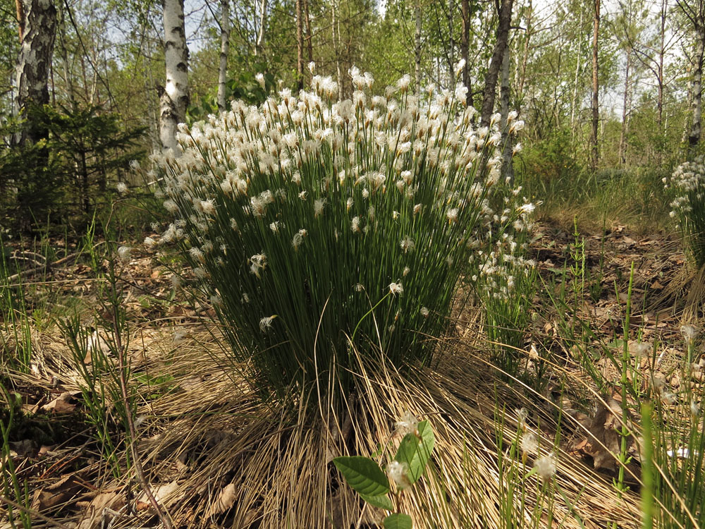 Изображение особи Trichophorum alpinum.