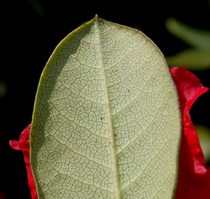 Изображение особи Rhododendron forrestii.