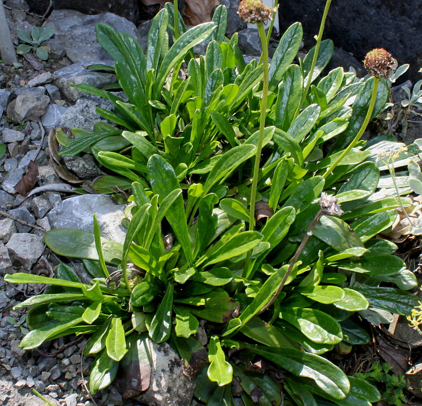 Изображение особи Globularia nudicaulis.