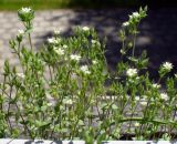 Arenaria uralensis