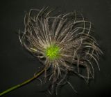 Pulsatilla orientali-sibirica