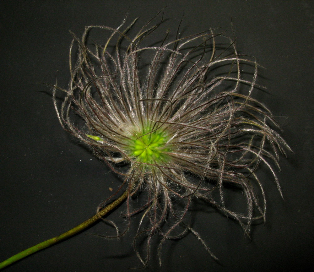 Image of Pulsatilla orientali-sibirica specimen.