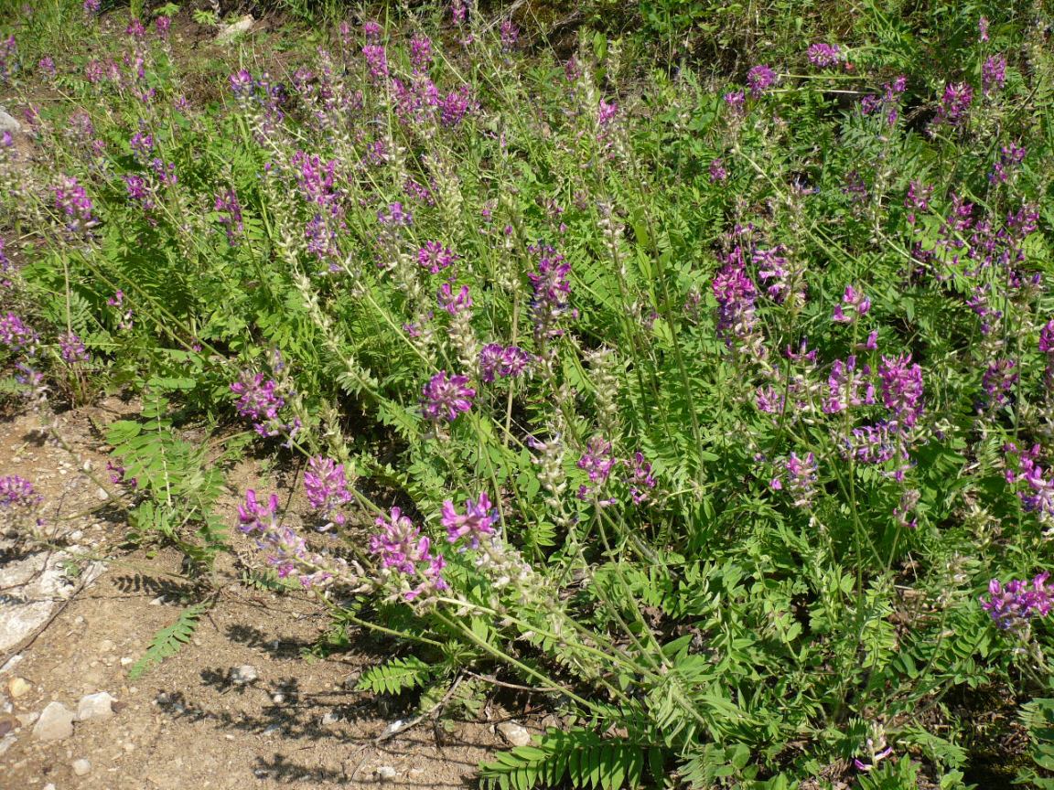 Image of Oxytropis campanulata specimen.