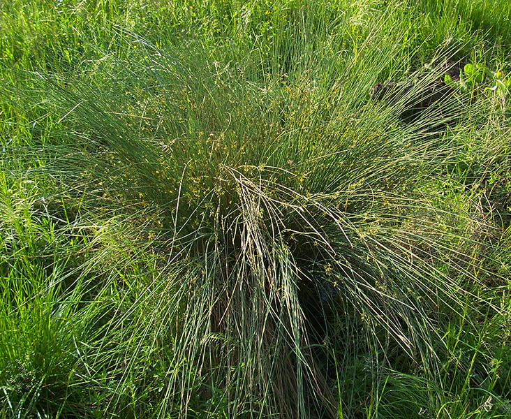 Изображение особи Juncus effusus.