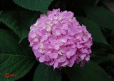 Hydrangea macrophylla