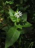 Myosoton aquaticum. Верхушка цветущего растения. Крым, Симферопольский р-н, окр. с. Краснолесье, у ручья в буковом лесу. 16 июля 2014 г.