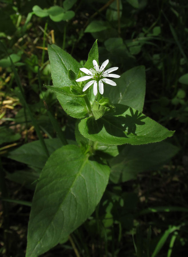 Изображение особи Myosoton aquaticum.