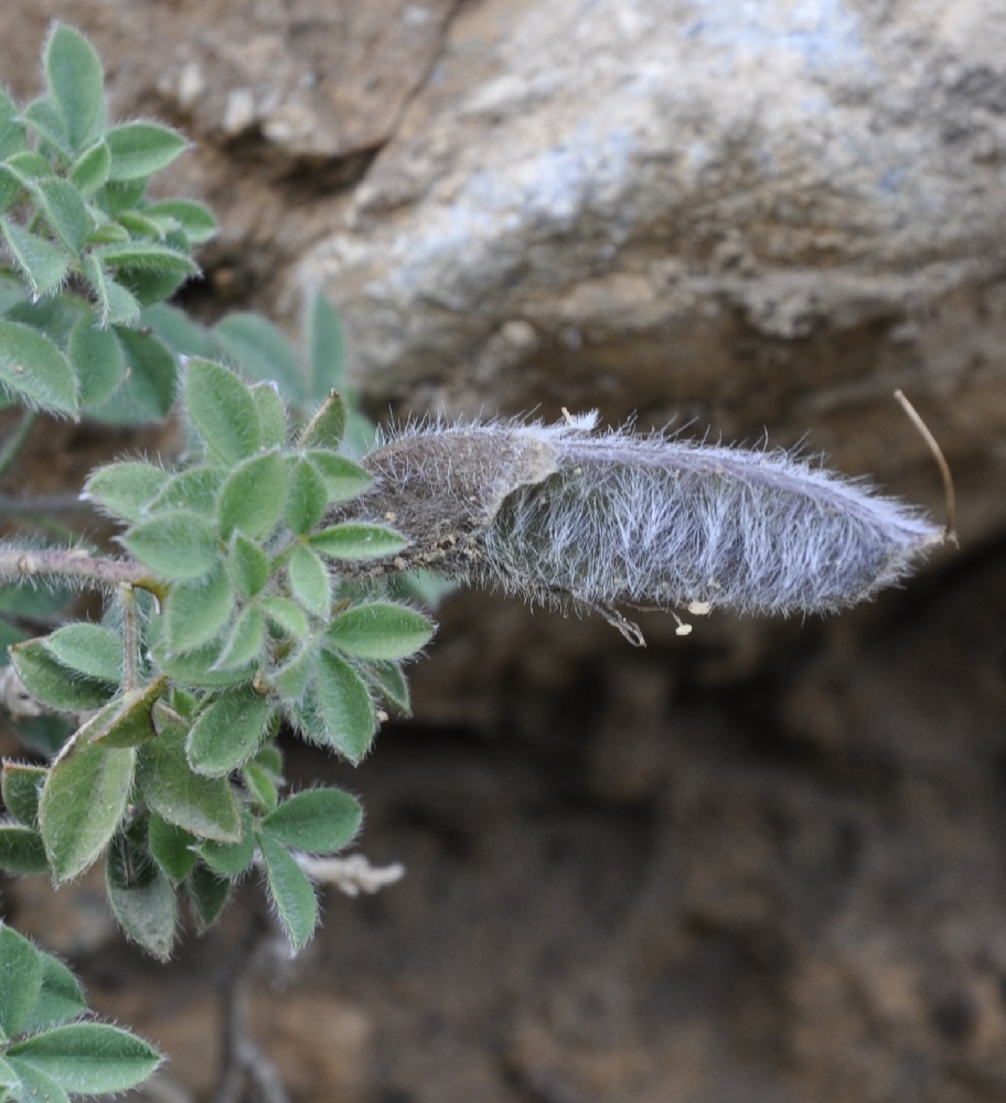 Изображение особи Chamaecytisus polytrichus.