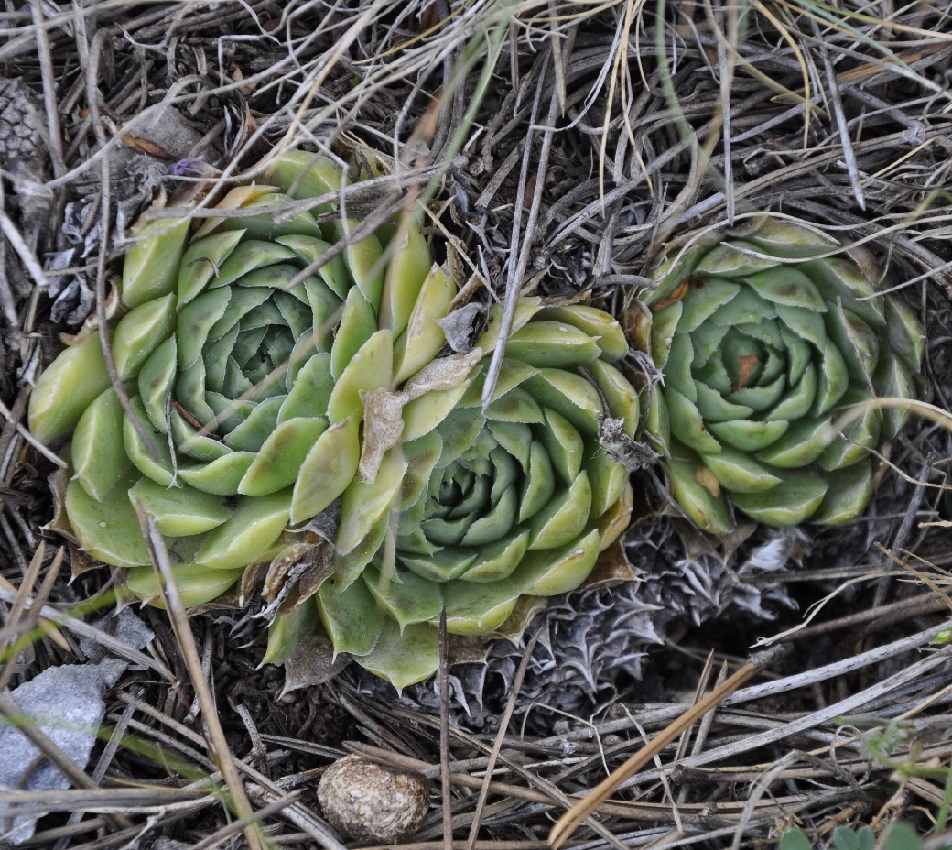 Image of Jovibarba heuffelii specimen.