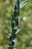 Linaria genistifolia