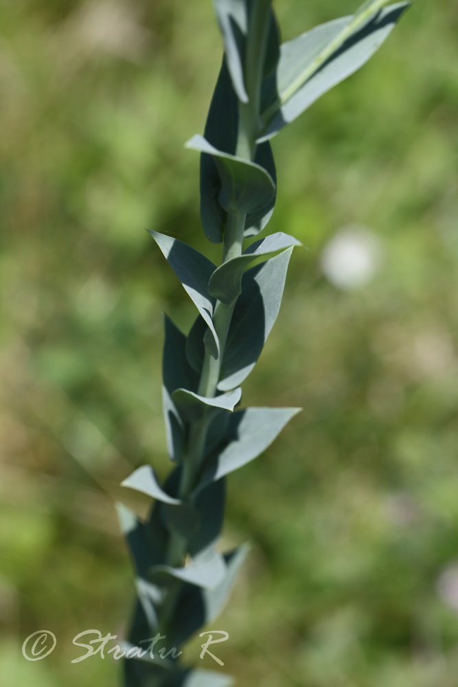 Изображение особи Linaria genistifolia.