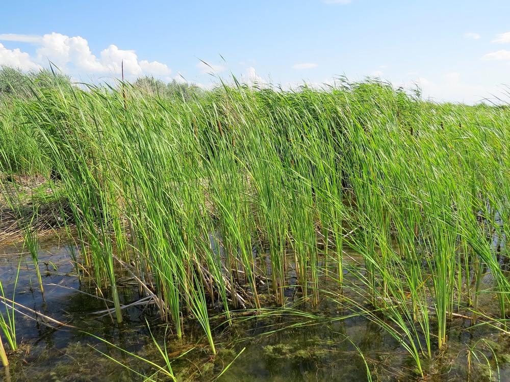 Изображение особи Typha angustifolia.