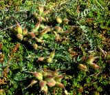 Oxytropis sordida. Плодоносящее растение. Кольский полуостров, Восточный Мурман, пос. Дальние Зеленцы. 22.07.2009.