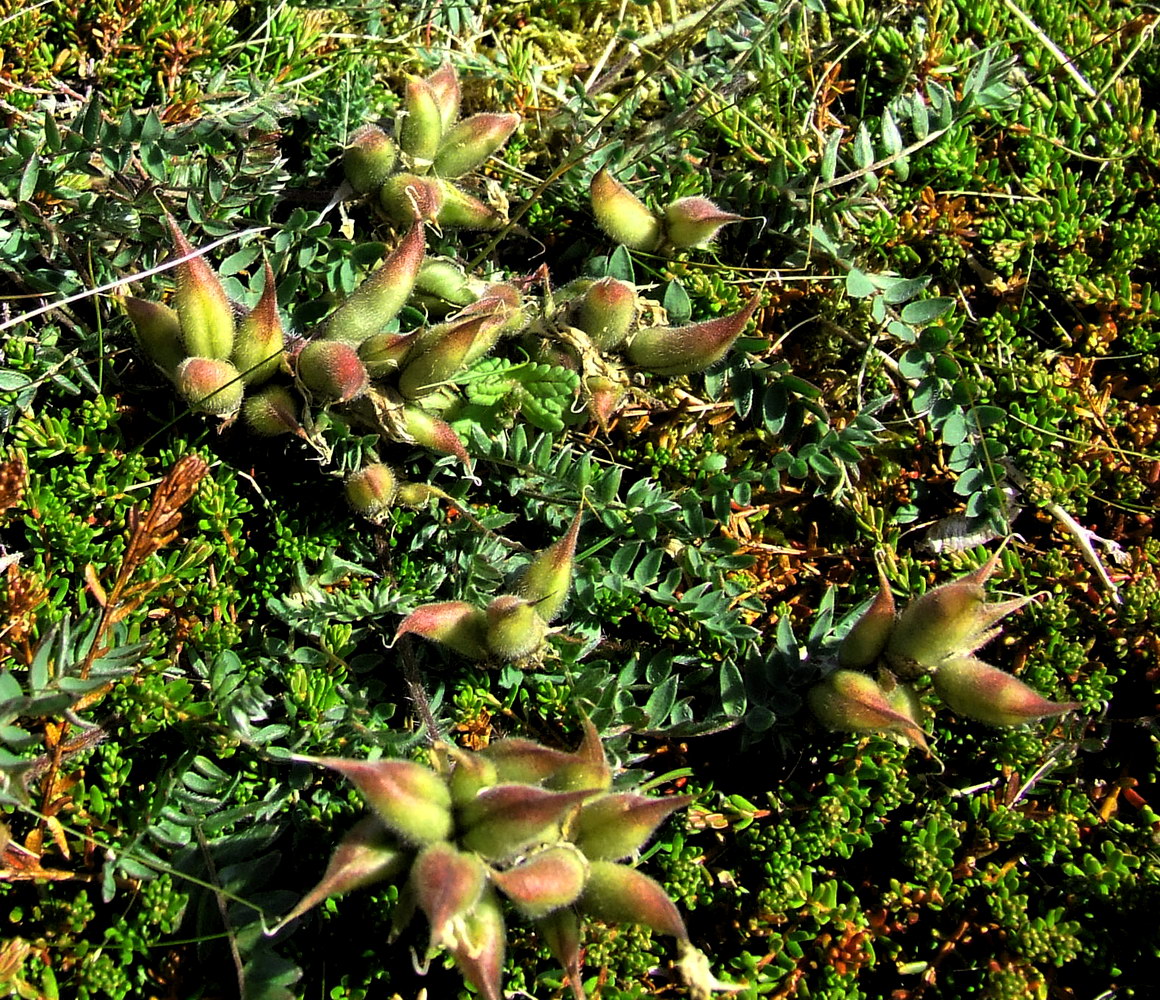 Image of Oxytropis sordida specimen.