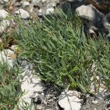 Crithmum maritimum. Зацветающее растение. Черногория, окр. г. Пераст, побережье Которского залива. 16.07.2014.