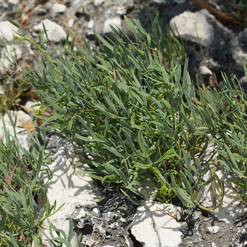 Изображение особи Crithmum maritimum.