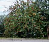 Sorbus aucuparia. Обильно плодоносящие многоствольные растения. Мурманск, внешняя сторона пешеходной аллеи по ул. Шмидта. 25.08.2014.