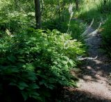 Cimicifuga simplex. Цветущее растение. Германия, г. Дюссельдорф, Ботанический сад университета. 03.07.2014.