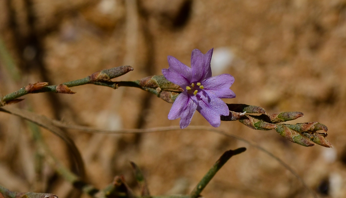 Изображение особи Limonium virgatum.