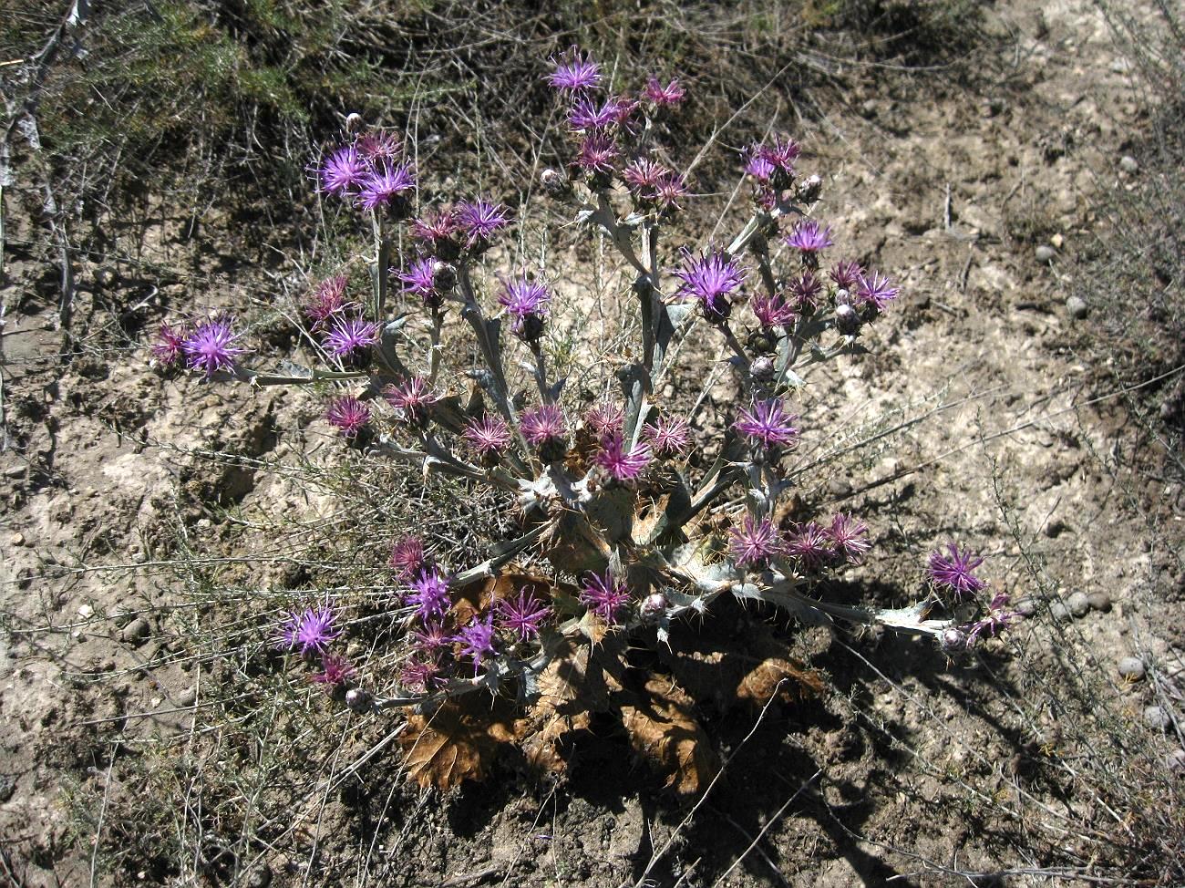 Изображение особи Cousinia macroptera.